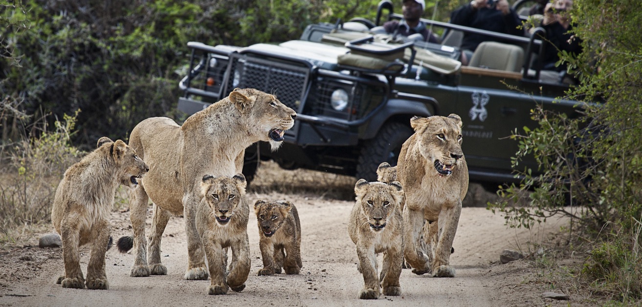 safari game drive londolozi