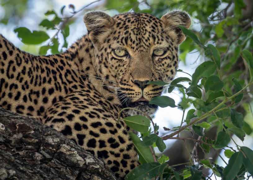 jock safari lodge