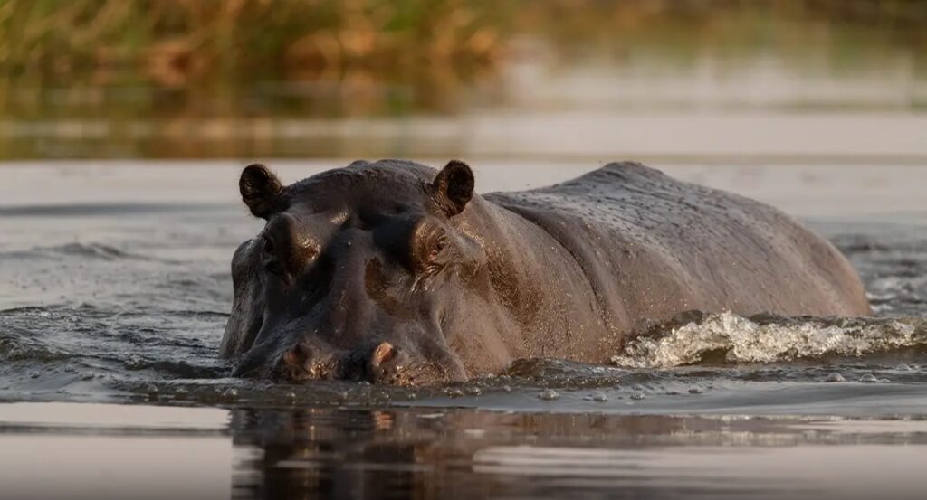 safari hippo