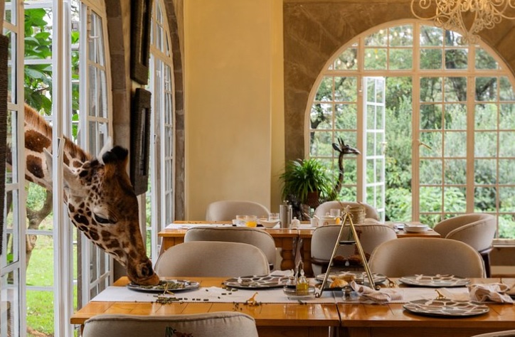 The Ultimate Safari Swing Experience: Golf & Giraffe Encounters giraffe manor hotel kenya east africa