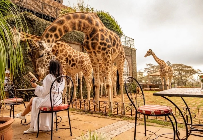 The Ultimate Safari Swing Experience: Golf & Giraffe Encounters giraffe manor kenya east africa