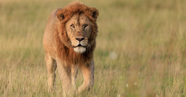 African Lion