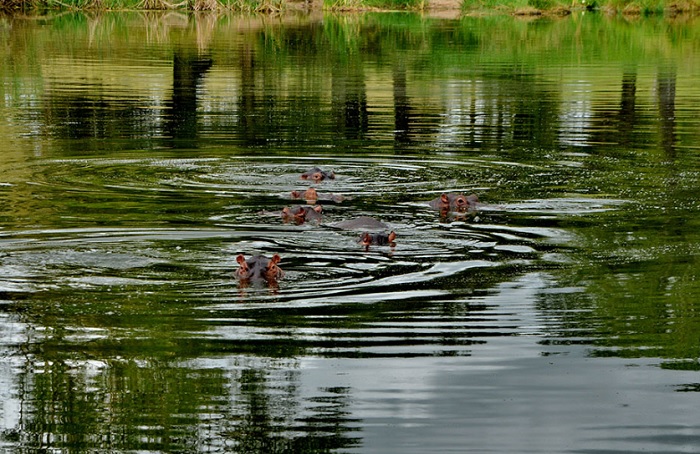Play the World's Wildest Course: Skukuza Golf Course skukuza golf course hippos
