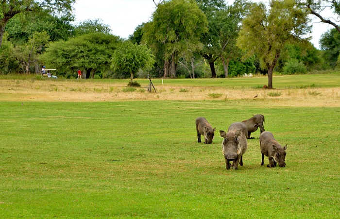 Play the World's Wildest Course: Skukuza Golf Course skukuza golf course wildlife