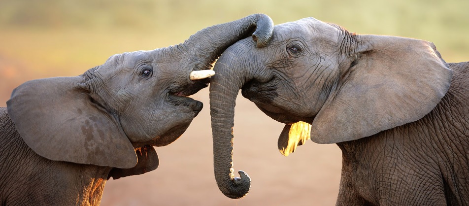 elephants sabi sands