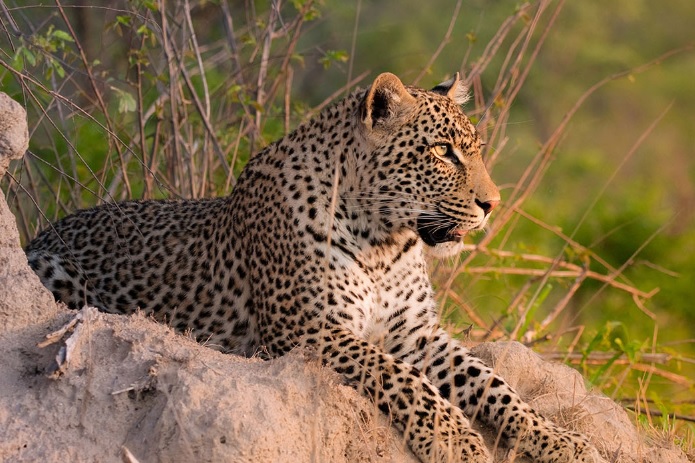 leopard