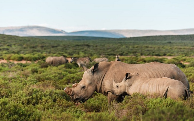 kuganha luxury tented camp rhinos