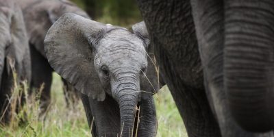 safari elephants londolozi