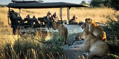 safari game drive lions