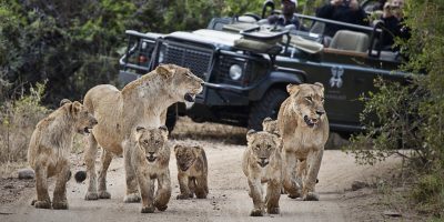 safari game drive londolozi