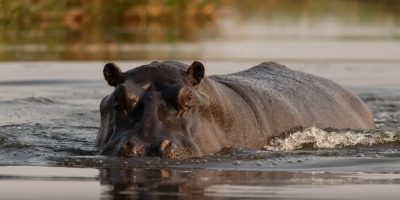 safari hippo