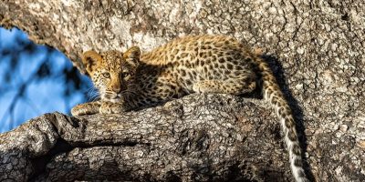 safari leopard cub