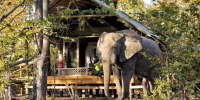 safari room elephant